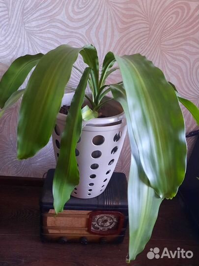 Пальма юкка