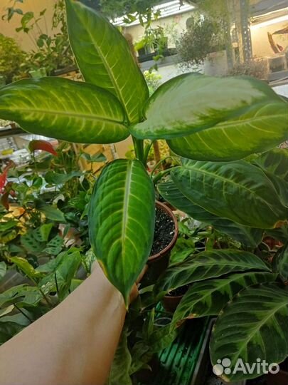 Диффенбахия камилла