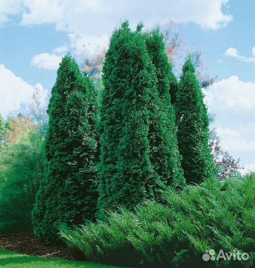 Туя западная Колумна