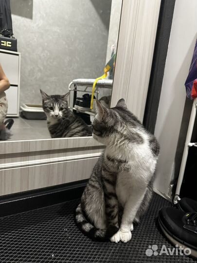 Котик бесплатно