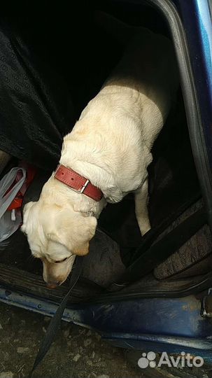 Зоотакси Перевозка животных