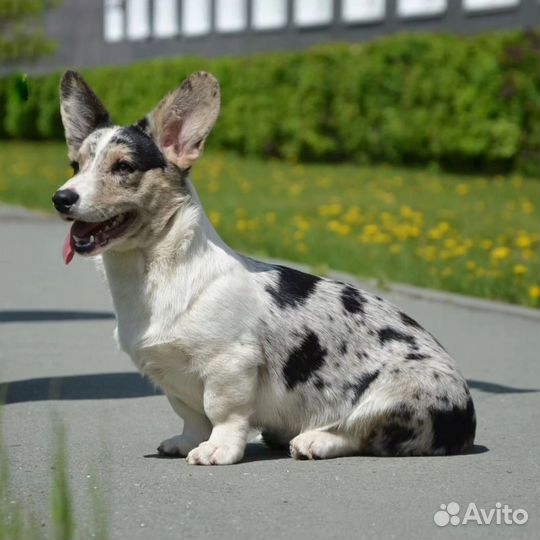 Щенки корги, девочки