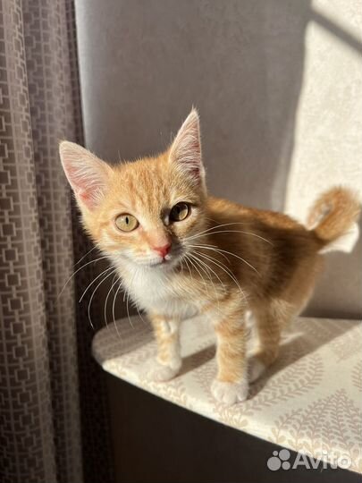 Рыжий котенок в добрые руки