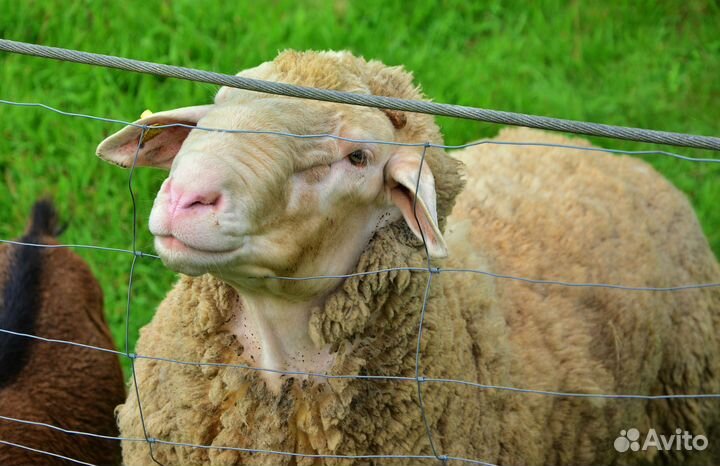 Электропастух