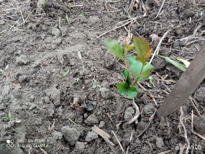 Черноплодка красота