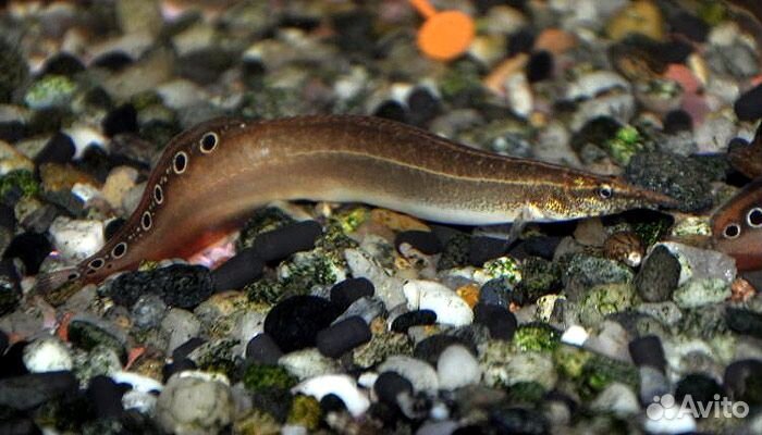 Макрогнатус (Macrognathus Aculeatus)