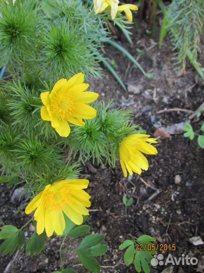 А Д О Н И С Ы