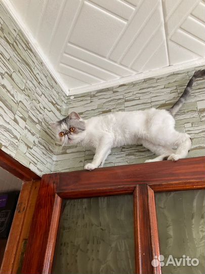 Экзотическая кошка