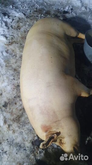 Продам баранину и свинину домашнюю