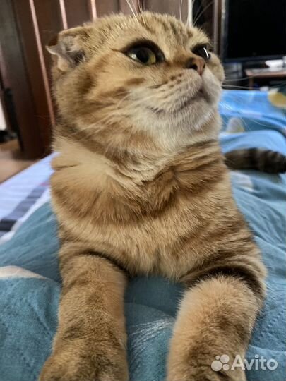 Британская золотая шиншилла