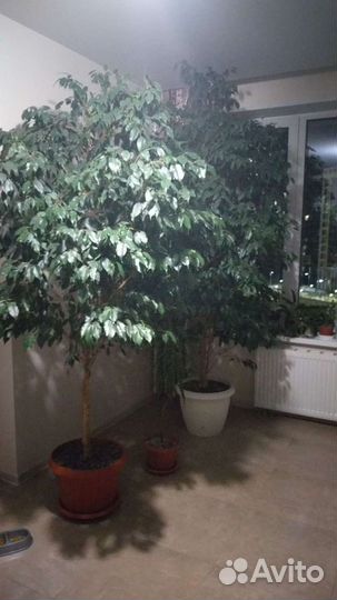Бенджамина фикусы Большемеры