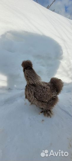 Семья шелки 2 года 1+1