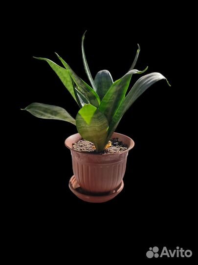 Сансевиерия ханни