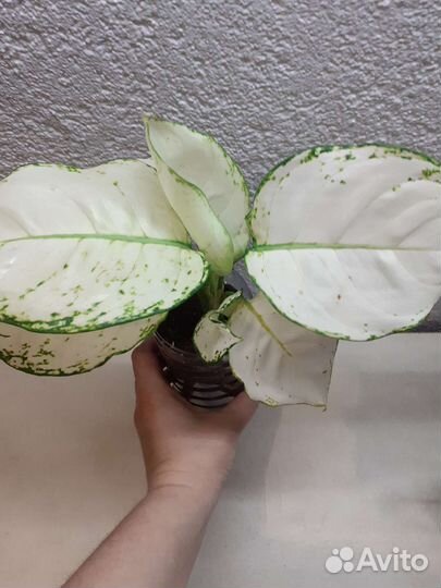 Аглаонема супер вайт