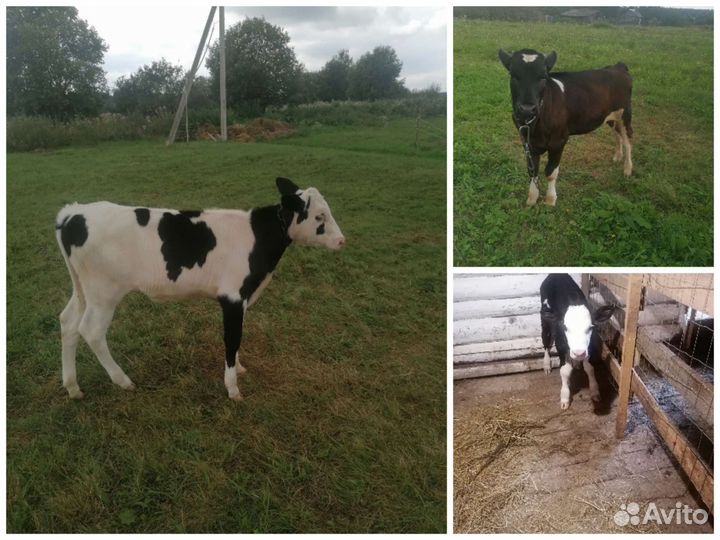 Коровы дойные молочные