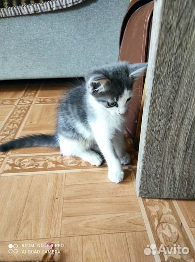 Котенок в добрые руки