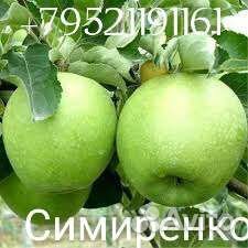 Яблони саженцы