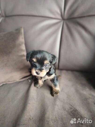 Йоркширский терьер