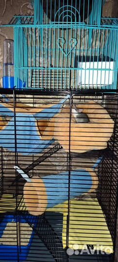 Гамаки, лежанки для грызунов