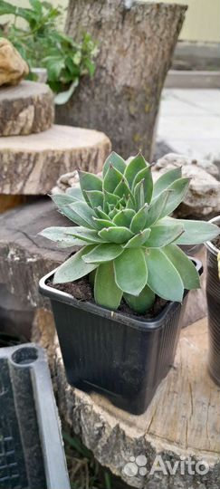 Молодило каменная роза