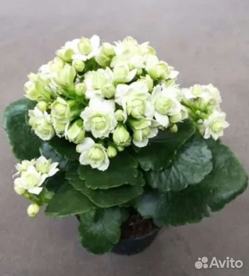 Каланхое каландива