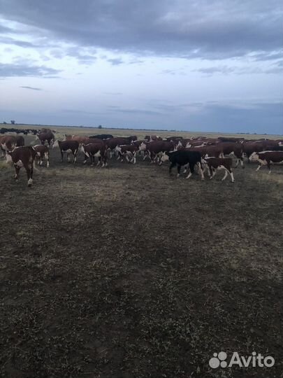 Продажа коров