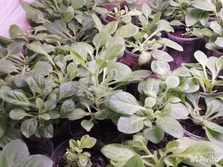 Вегетативная петуния