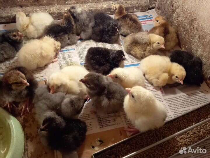 Цыплята