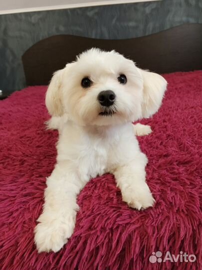 Мальтезе вязка