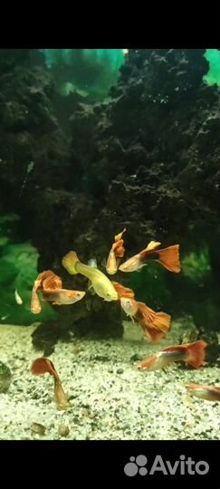 Рыбки Гуппи