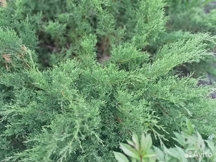 Можжевельник