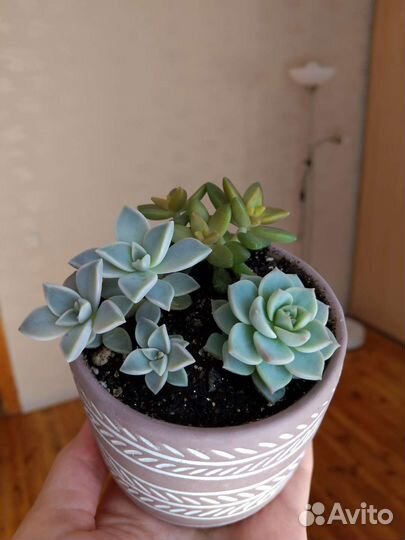 Суккуленты и кактусы (часть 2)