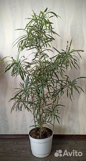 Фикус и прочее