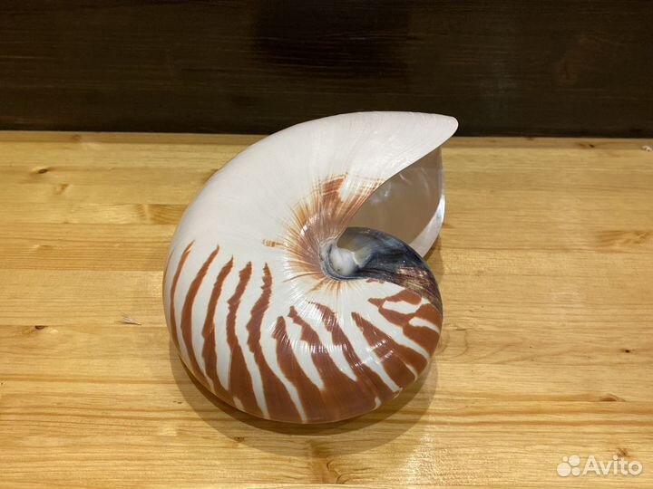 Ракушки Наутилус Рынды Якоря Штурвалы и др