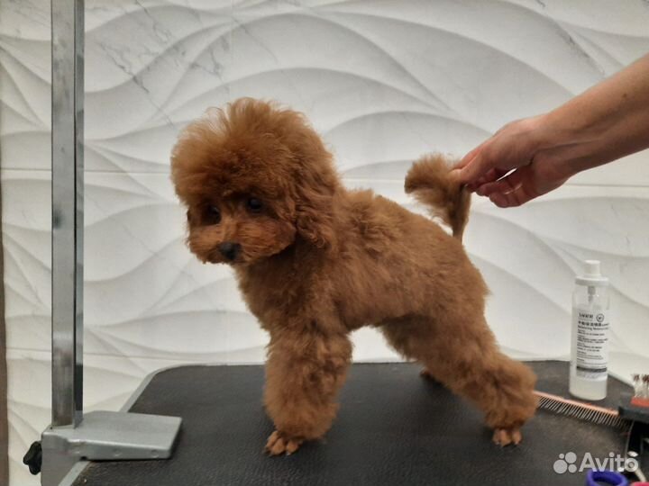 Той-пудель Мини