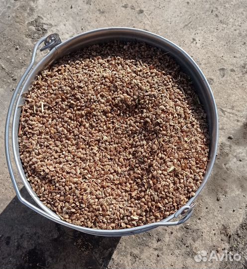 Эспарцет семена