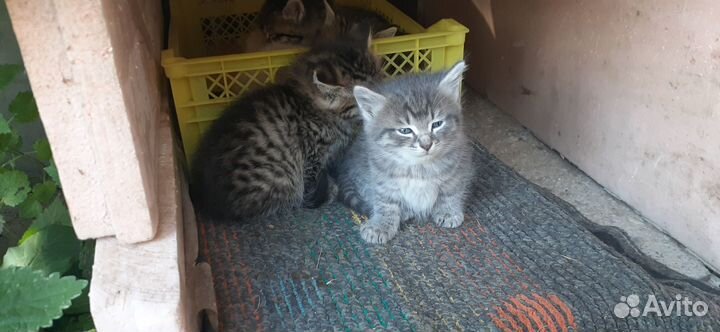 Котята в добрые руки