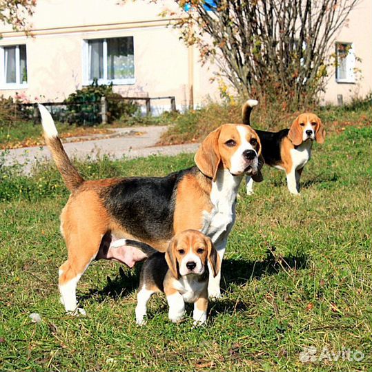 Щенки бигль
