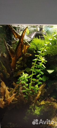 Аквариум травник