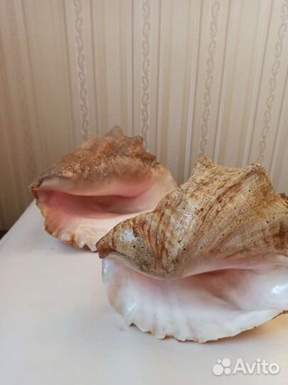 Большая морская раковина