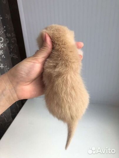 Шотландский золотой кот вязка