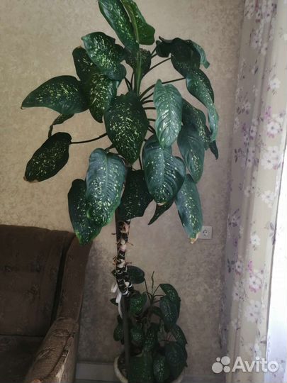 Диффенбахия