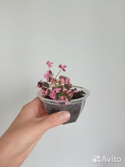 Оксалис Plum crazy кислица