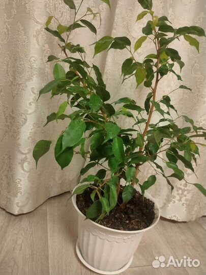 Фикус бенджамина