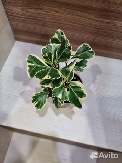 Триангулярис вайт марджин, твилайт, альбомаргината