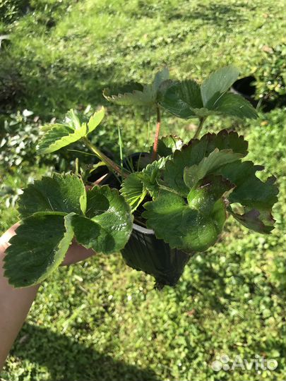 Земклуника Купчиха