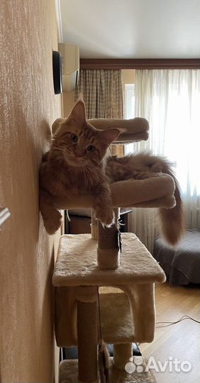 Кот мейн-кун вязка