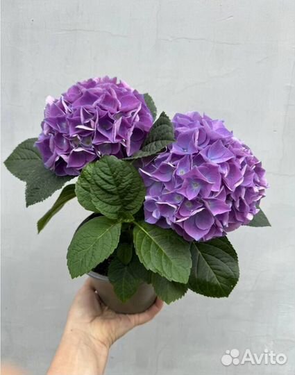 Гортензия крупнолистная/Горшечные растения
