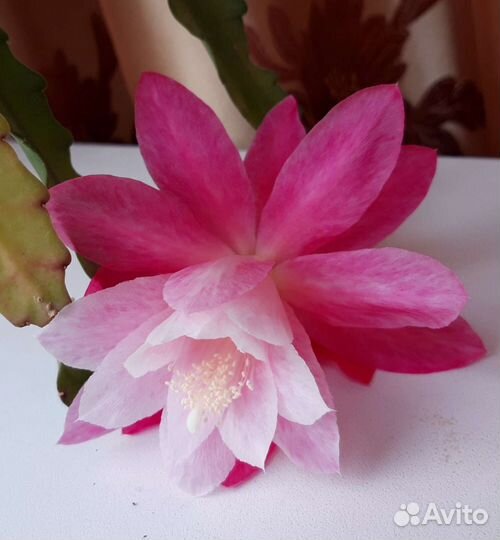 Эпифиллум, Пеперомия и пеларгония