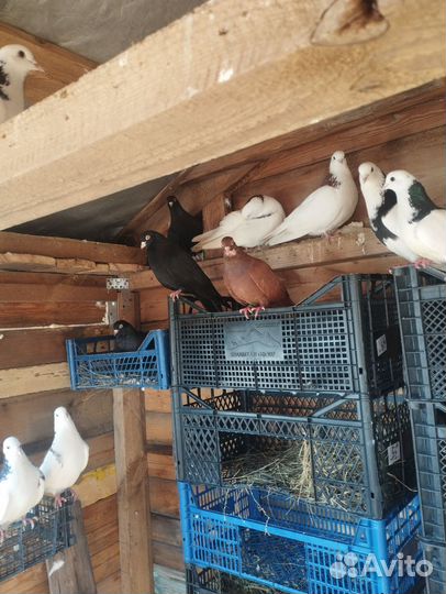 Продажа голубей